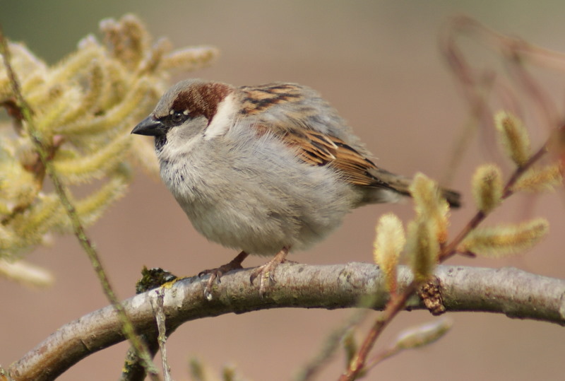 moineau