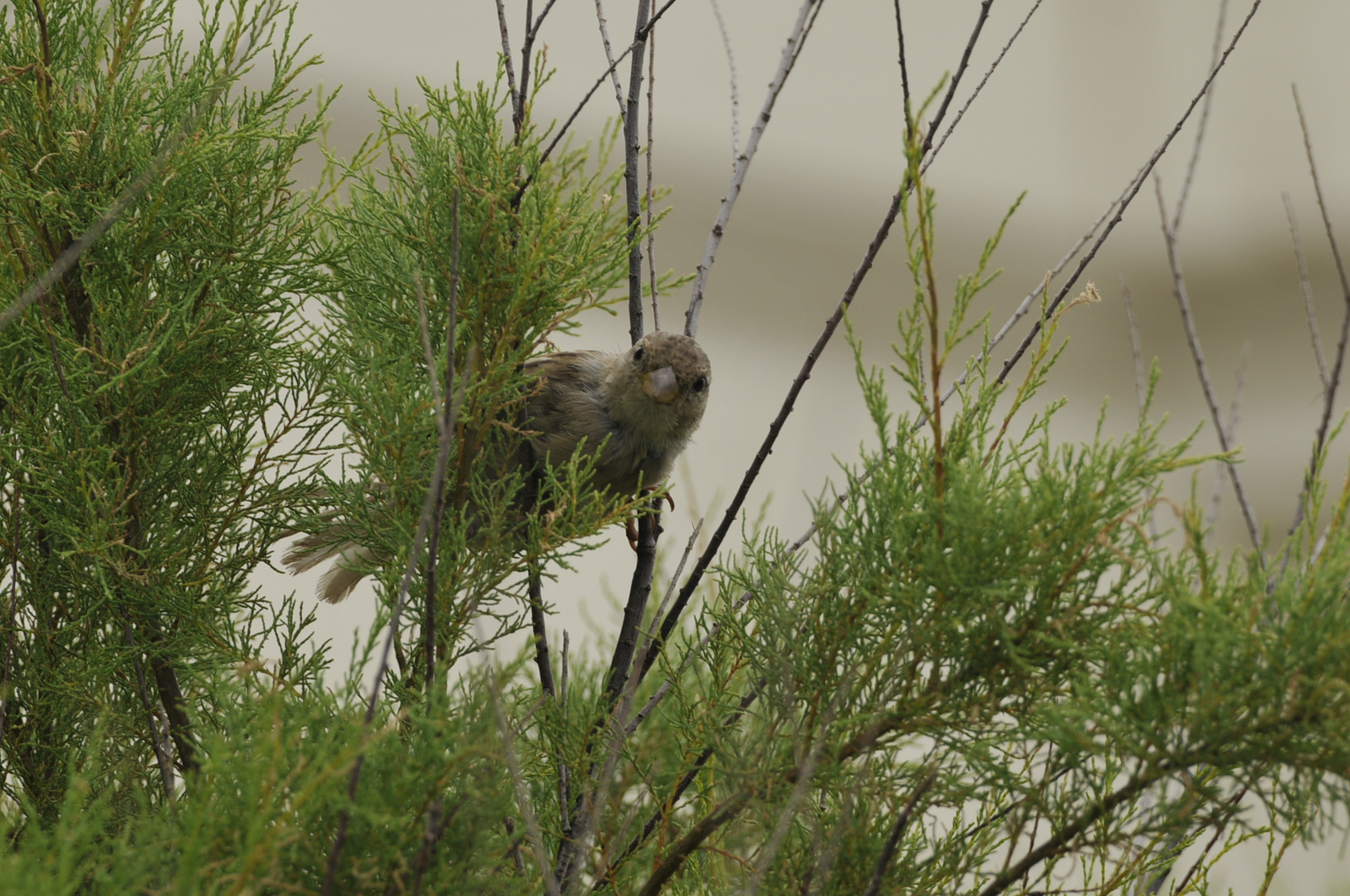 moineau