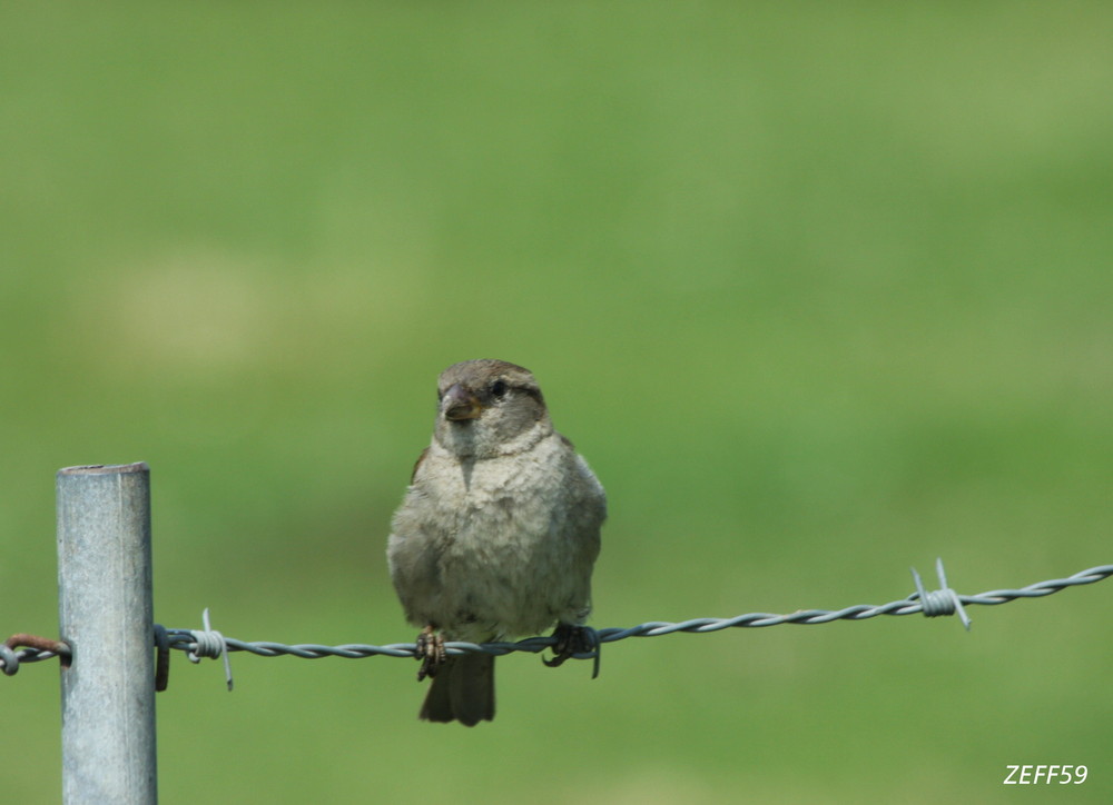 moineau