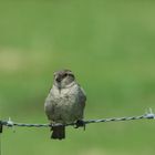 moineau