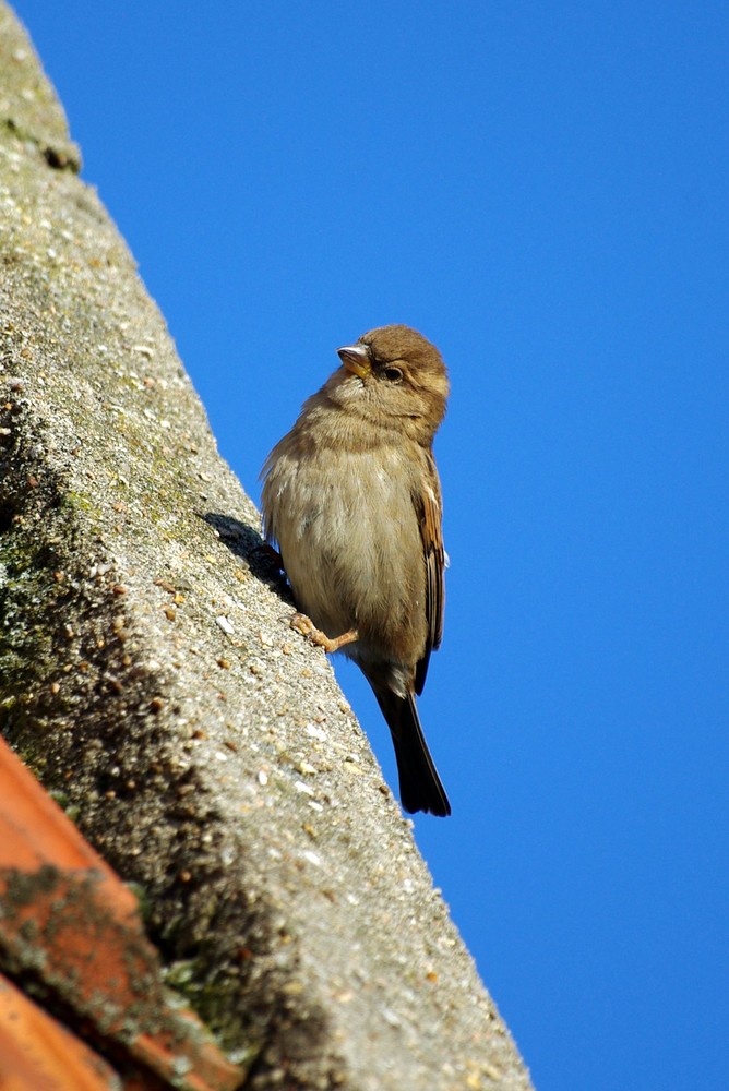 Moineau