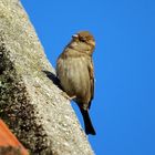 Moineau