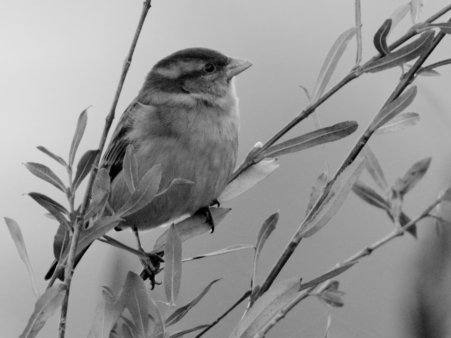 Moineau