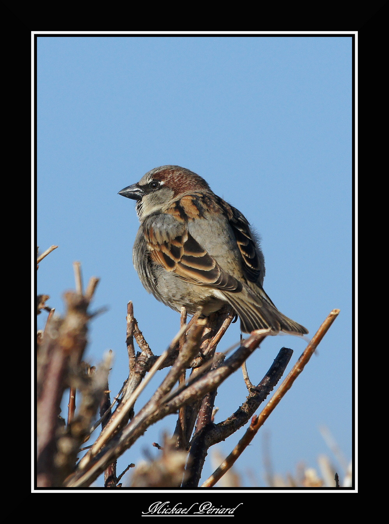 moineau