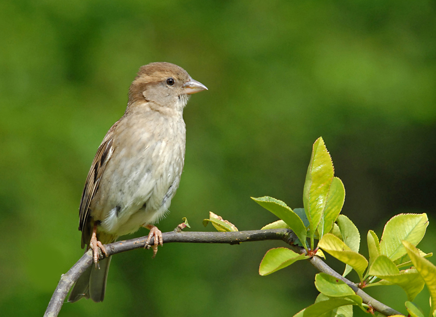 Moineau