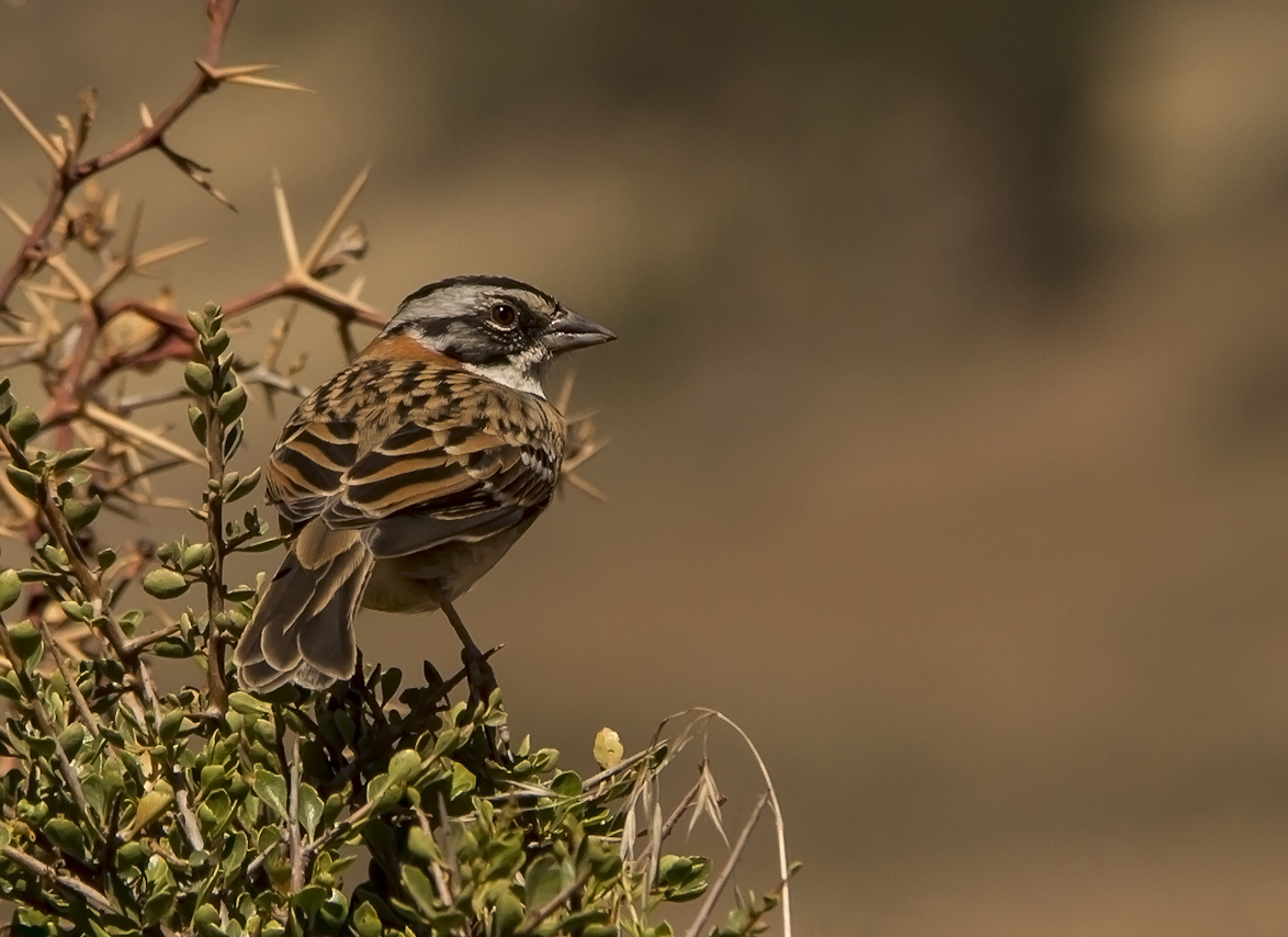 Moineau commun au Pérou