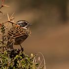 Moineau commun au Pérou