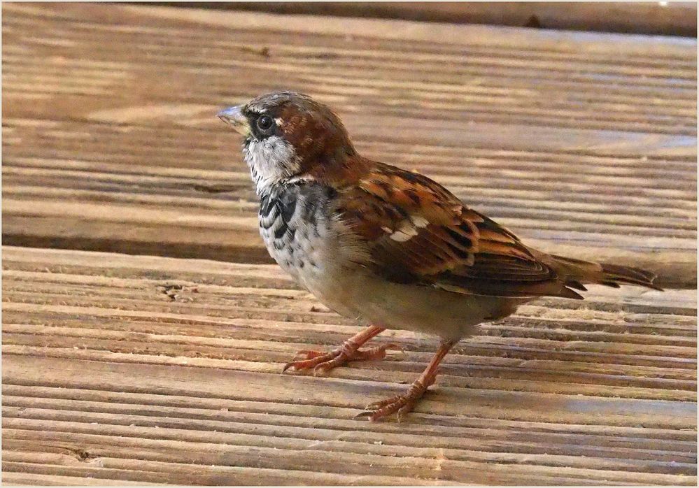 Moineau commun ton sur ton