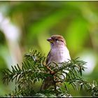 moineau