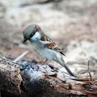 Moineau de la réunion