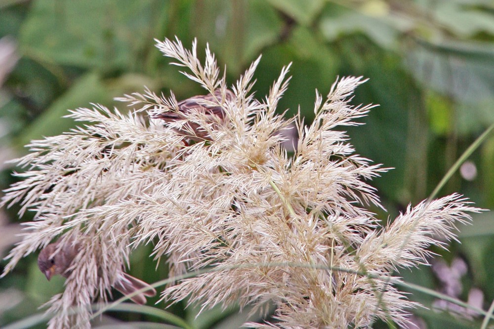 moineau de Paris