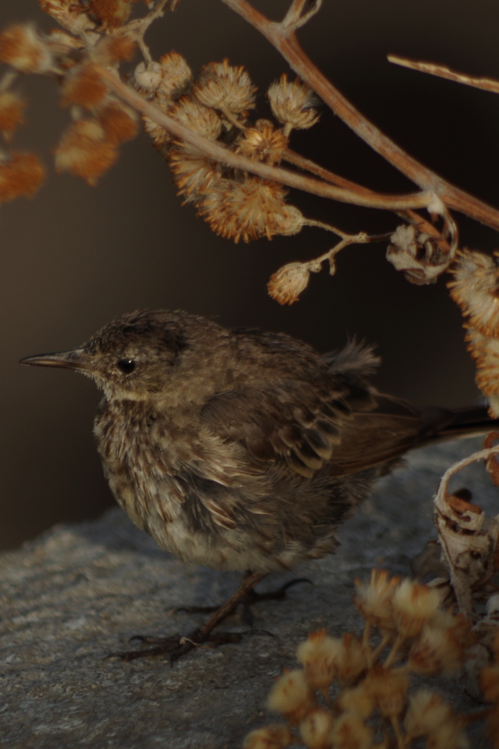 moineau de saint-malo