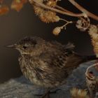 moineau de saint-malo