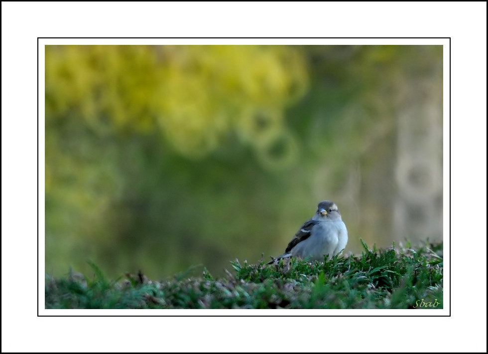 moineau ... différent...