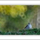 moineau ... différent...