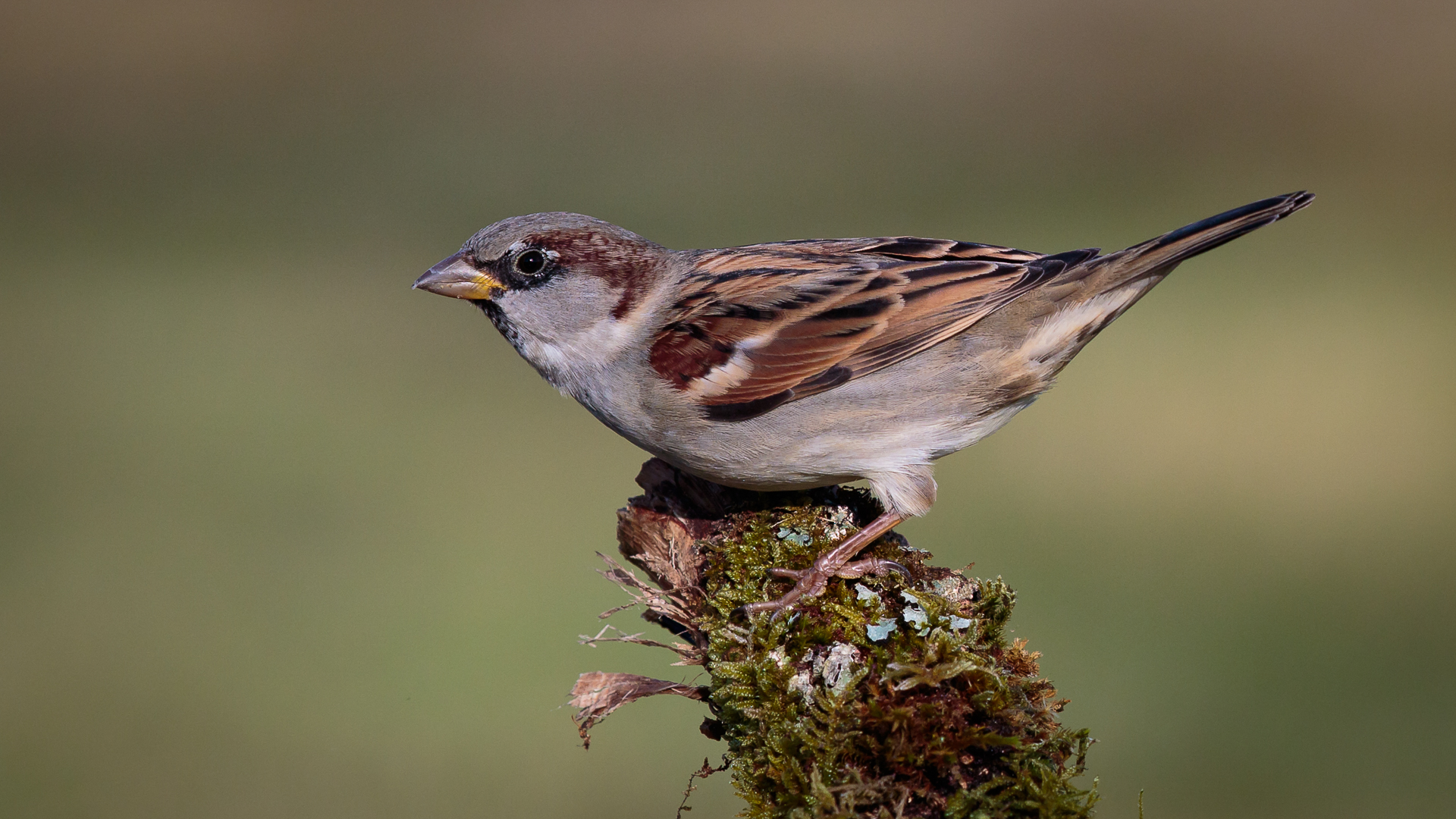 Moineau domestique photo et image animaux, animaux sauvages, oiseaux Images