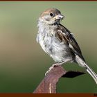 MOINEAU DOMESTIQUE