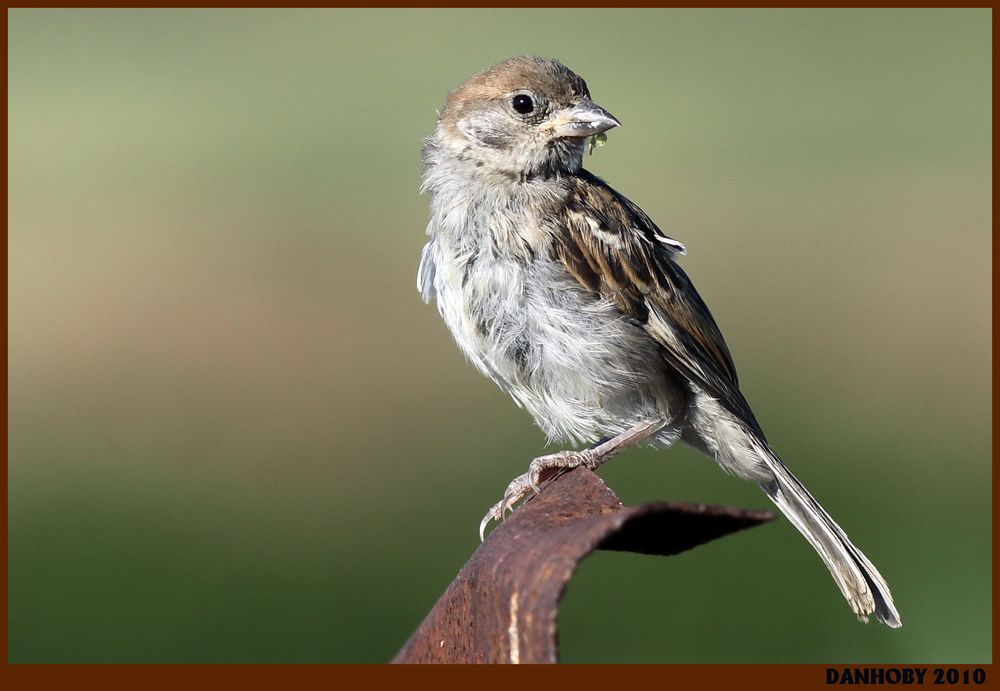 MOINEAU DOMESTIQUE