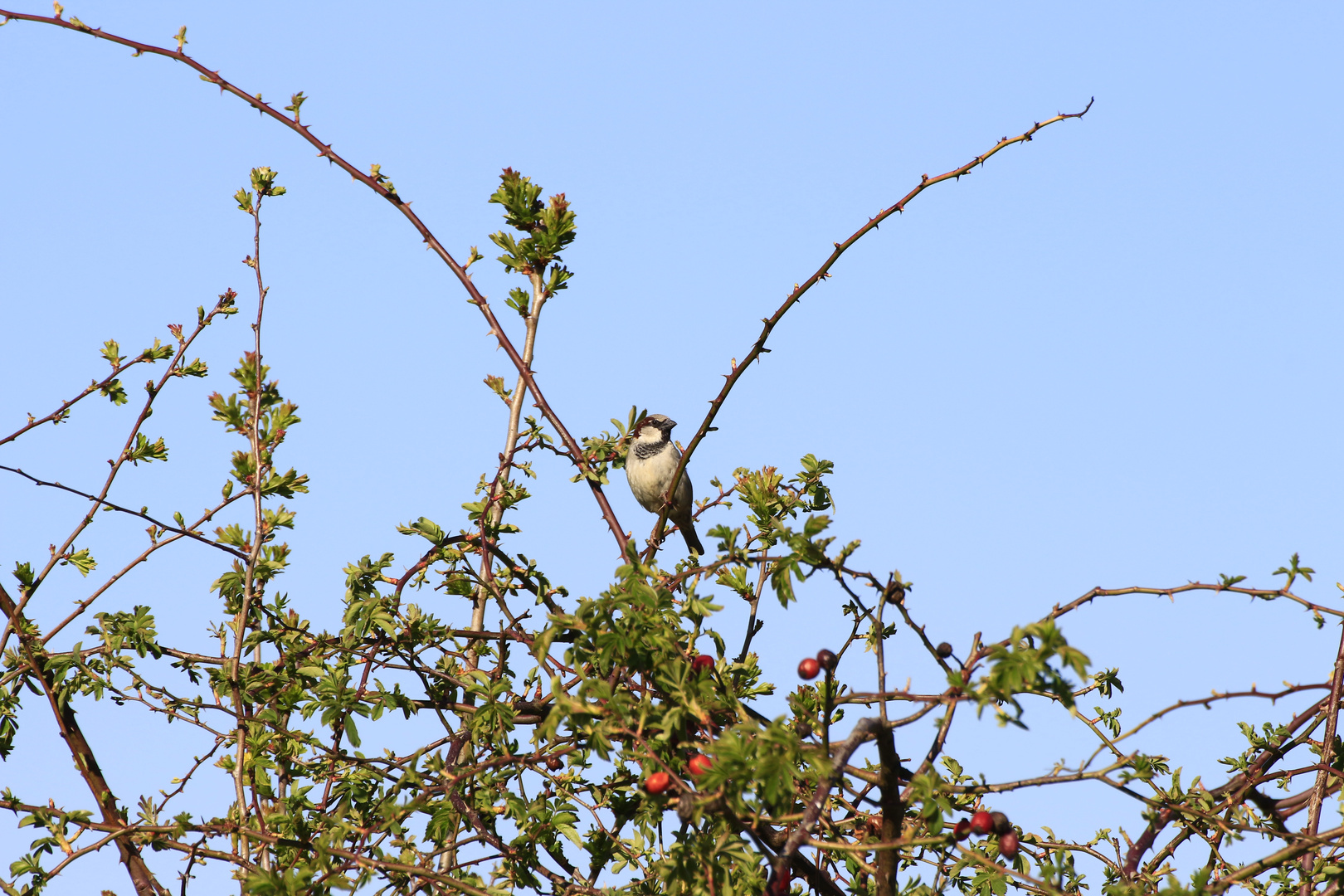 Moineau domestique