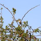 Moineau domestique