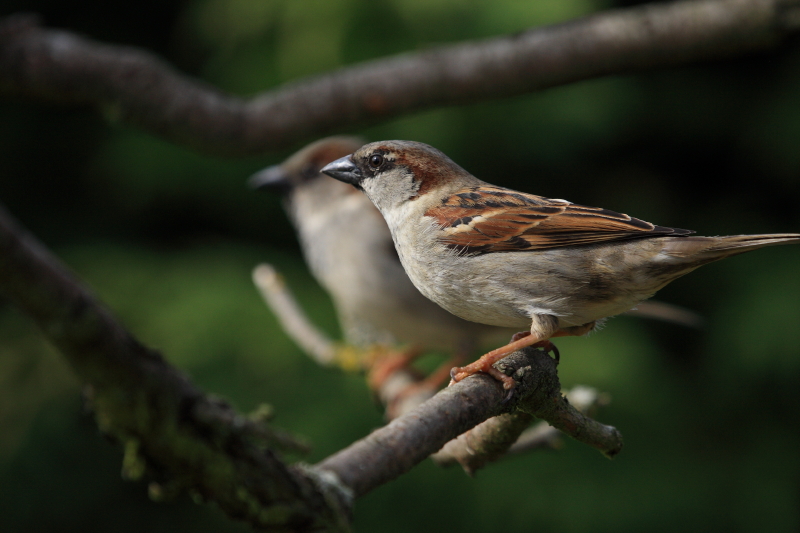 moineau domestique