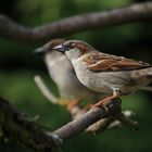 moineau domestique