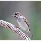 moineau domestique