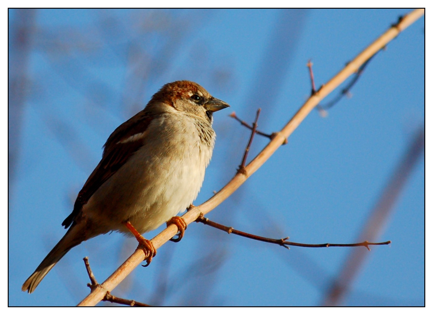 moineau domestique