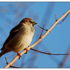 moineau domestique