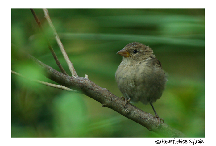 moineau domestique