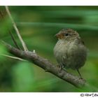 moineau domestique