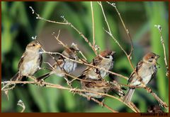 MOINEAU DOMESTIQUE