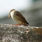 Moineau domestique