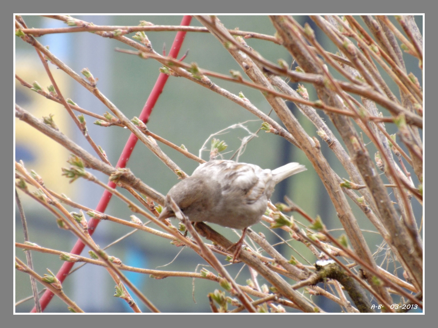 Moineau domestique de forme leucique