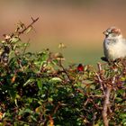 Moineau domestique