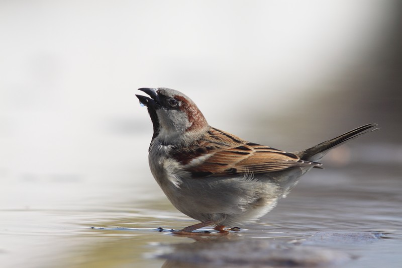 Moineau domestique en milieu periurbain.