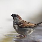 Moineau domestique en milieu periurbain.