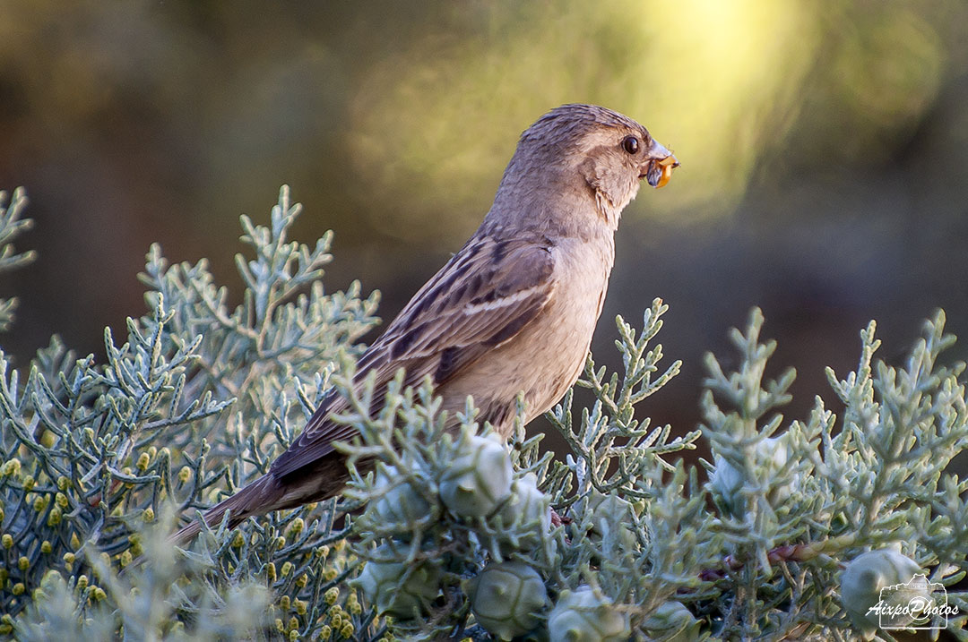 Moineau Domestique femelle