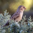 Moineau Domestique femelle