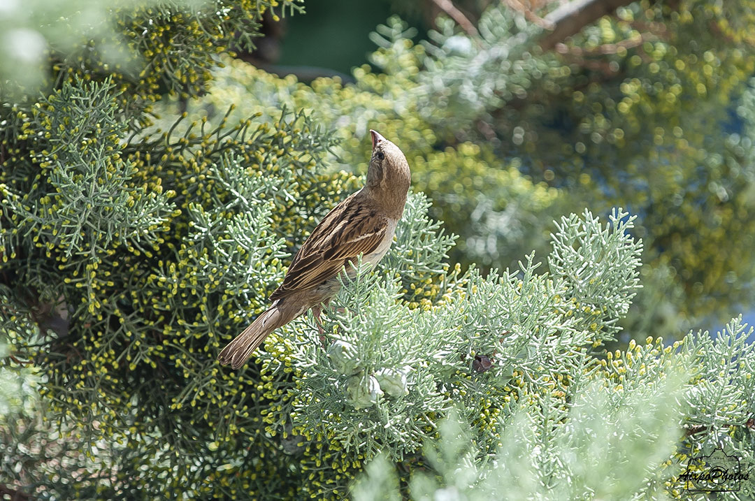 Moineau Domestique femelle