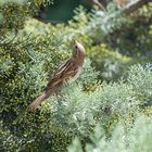 Moineau Domestique femelle