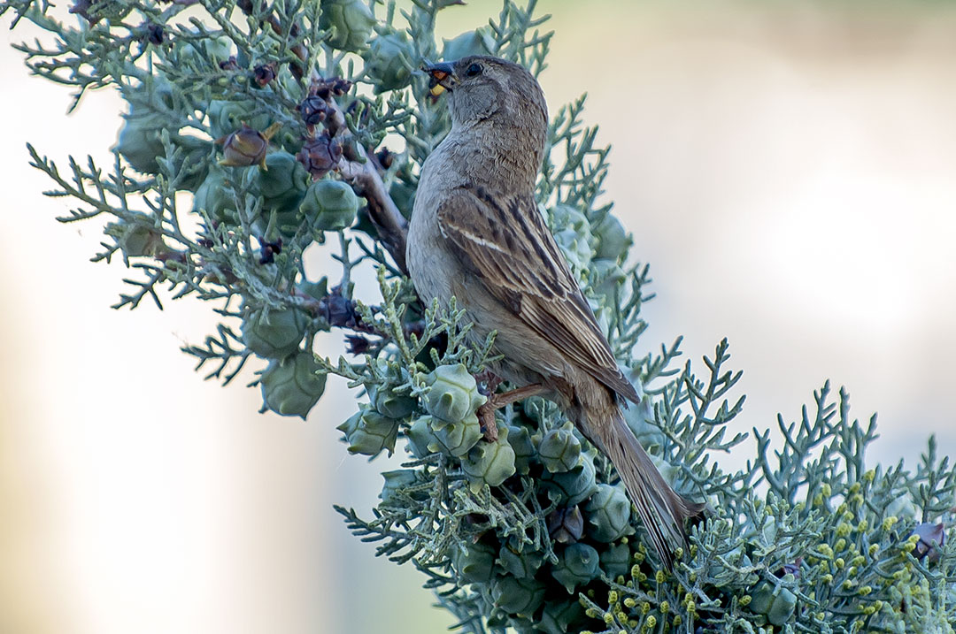 Moineau Domestique femelle