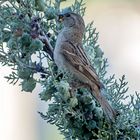 Moineau Domestique femelle