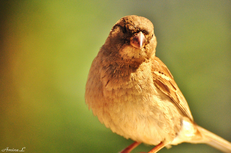 moineau