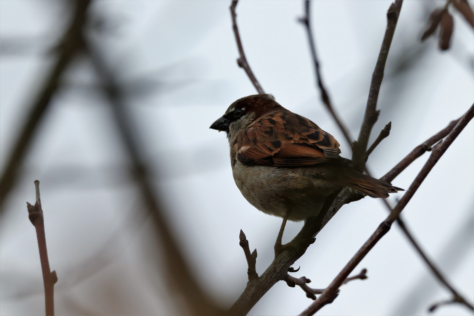 Moineau