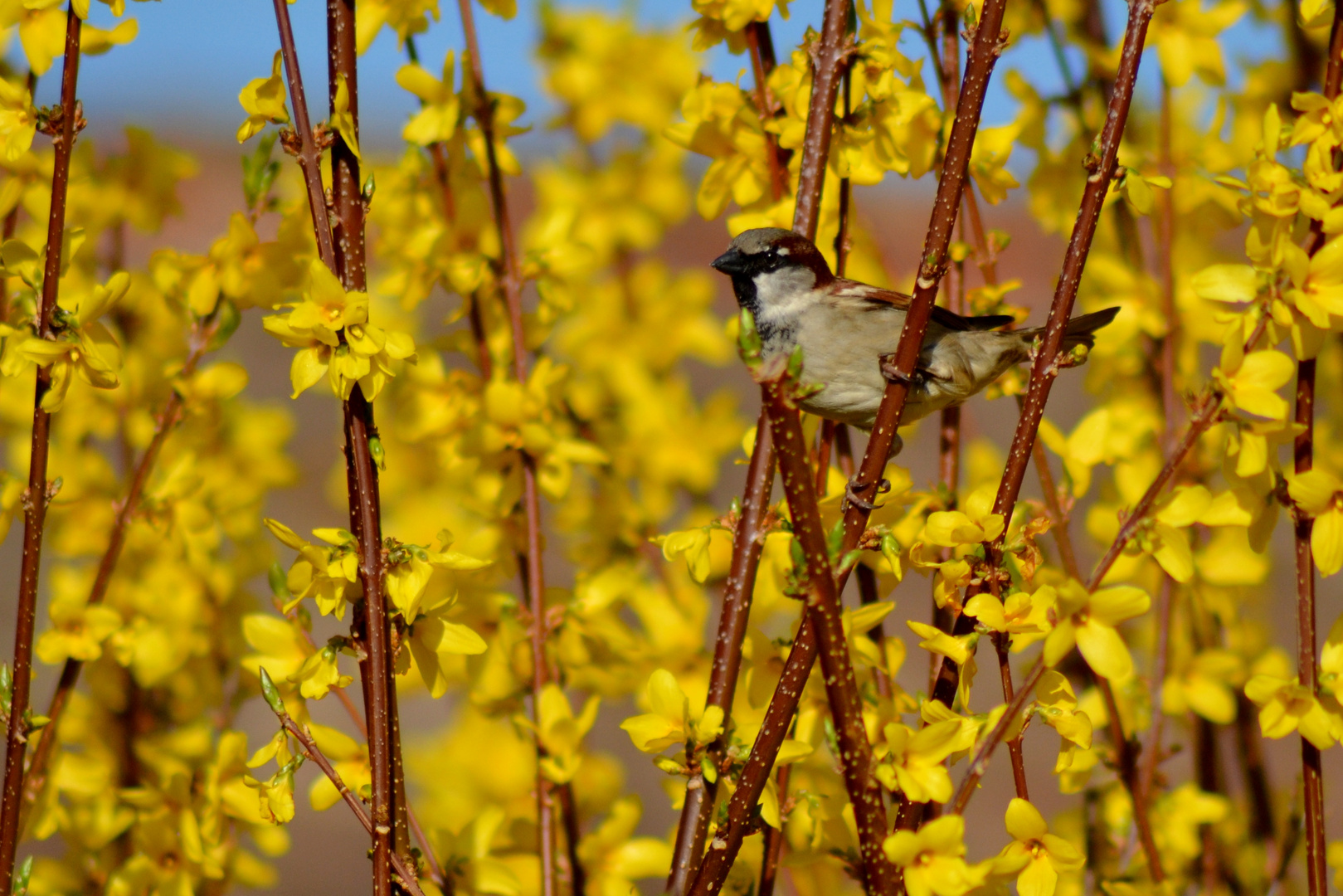 moineau et forsythia