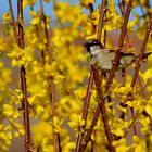 moineau et forsythia