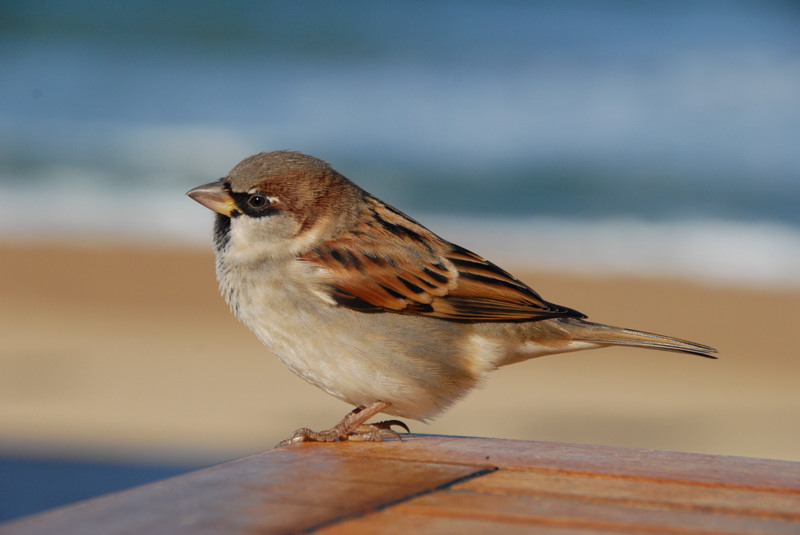 Moineau face à l'océan