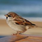 Moineau face à l'océan