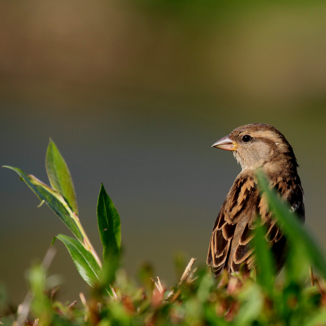 Moineau Femelle